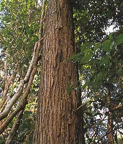 タヒボの原木
